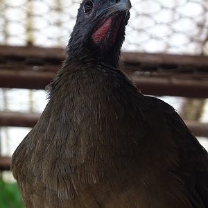 Zoológico Nacional de Nicaragua: Plain chachalaca (Ortalis vetula)