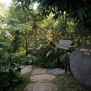 Rainforest Wild Asia - Entrance to Forest Floor Trek