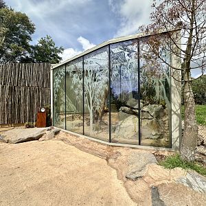 Frilled-neck Lizard/Cunningham’s Skink Exhibit