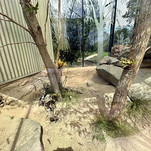 Frilled-neck Lizard/Cunningham’s Skink Exhibit