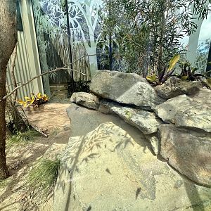 Frilled-neck Lizard/Cunningham’s Skink Exhibit