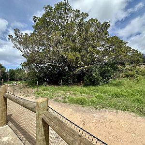 Macropod Walkthrough (Renovations)