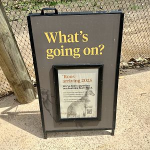 Grey Kangaroos Coming Soon