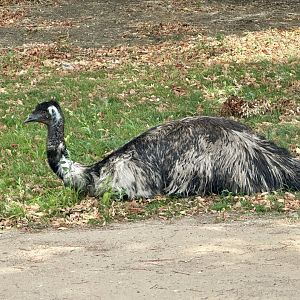 Emu (Dromaius novaehollandiae)