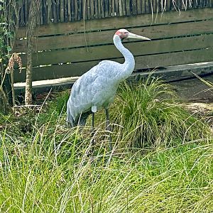 Brolga (Grus rubicunda)
