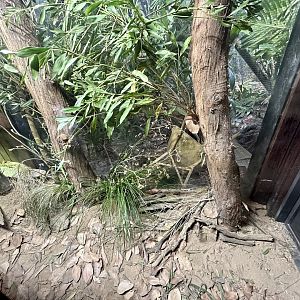 Blue-tongue Skink Exhibit