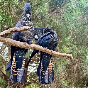 Red-tailed black cockatoo (Calyptorhynchus banksii)