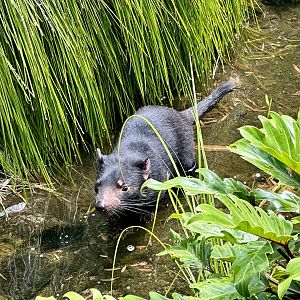 Tasmanian devil (Sarcophilus harrisii)