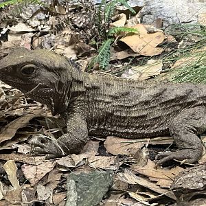Tuatara (Sphenodon punctatus)