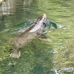 Subantarctic fur seal (Arctocephalus tropicalis)
