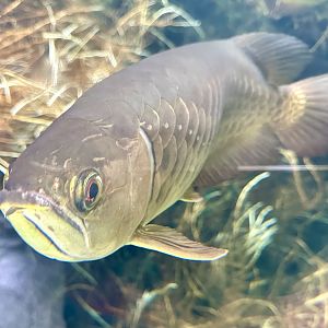 Asian arowana (Scleropages formosus)