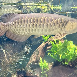 Asian arowana (Scleropages formosus)