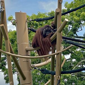 Charlie (Bornean Orangutan)