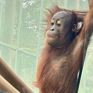 Bahmi (Bornean Orangutan)