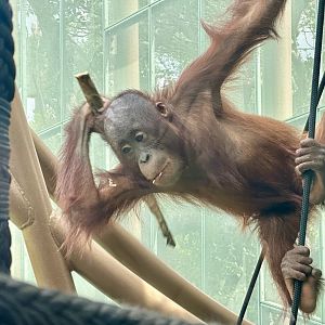 Bahmi (Bornean Orangutan)