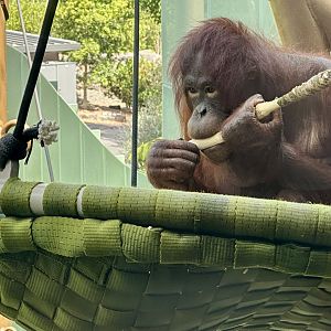 Daya (Bornean Orangutan)