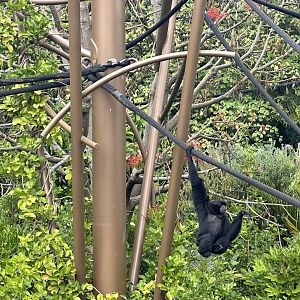 Siamang Climbing Tower