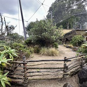 Leopard Tortoise Exhibit (Outdoors)
