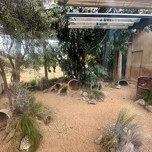 Leopard Tortoise Exhibit (Indoors)