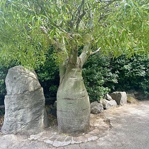 African baobab (Adansonia digitata)