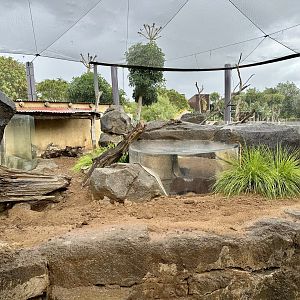 Slender-tailed Meerkat Exhibit