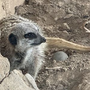 Adia (New Female Meerkat)