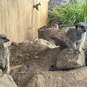 Slender-tailed meerkat (Suricata suricatta)