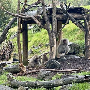 Hamadryas Baboon (Afar’s Harem)