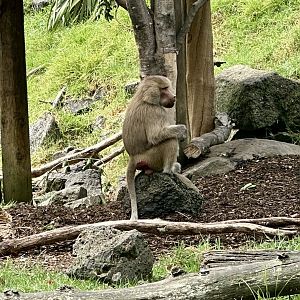 Zala (Hamadryas Baboon)