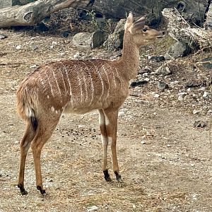 Lowland nyala (Tragelaphus angasii)