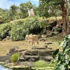 African Lion Exhibit