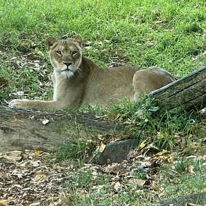 Kibibi (Lioness)