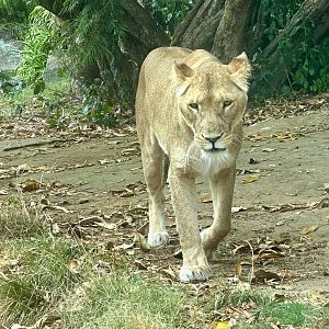 Ilola (Lioness)