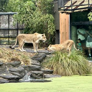 Kibibi and Ilola (Lioness)