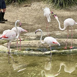 One Year Old Greater Flamingos