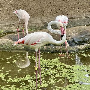Greater flamingo