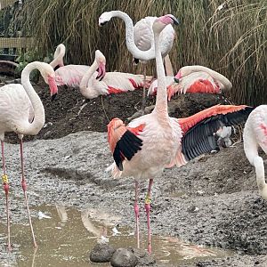 Greater Flamingo (Flapping Wings)