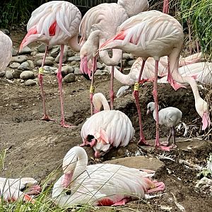 Greater Flamingo (Chick)