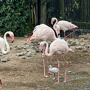 Greater Flamingo (Chick)