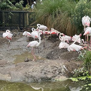 Greater Flamingo (Nest Site)