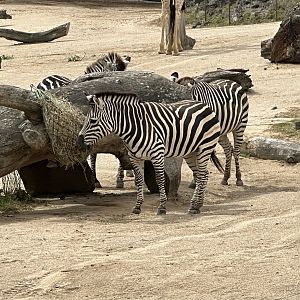 Plains zebra (Equus quagga)