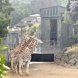 Giraffe Herd in the Rain