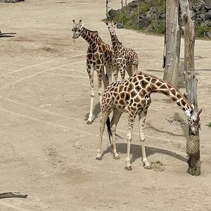 Giraffe (Mother and Daughters)