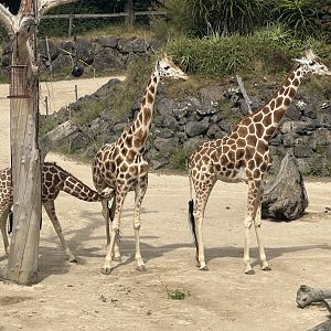Giraffe (Mother and Daughters)