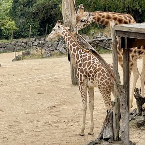 Giraffe (Father and Daughter)