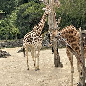 Giraffe (Grandmother and Grandson)