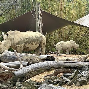 Rhinoceros (Mother and Calf)