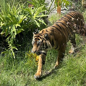 Ramah (Sumatran Tiger)