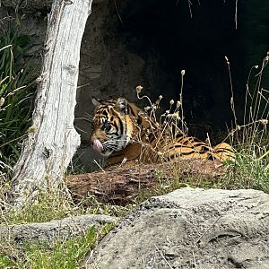 Cahya (13 Month Old Sumatran Tiger Cub)