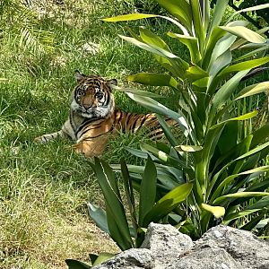 Cahya (13 Month Old Sumatran Tiger Cub)